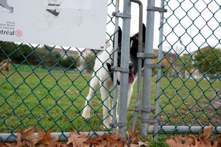 Ensemble Montréal promises two new dog parks