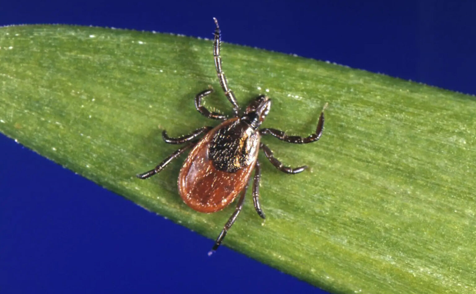 Lyme Disease on the Rise: Important Advice Parc-Extension green-thumbs ...