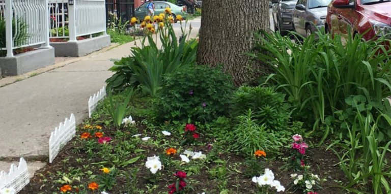 Residents encouraged to green their streets through tree-pit adoption program