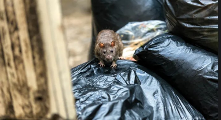 Rats in Park-Extension: What Residents Need to Know and Why the Problem Keeps Returning